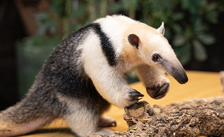 Anteater