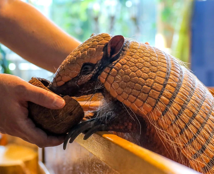 Armadillo Encounter