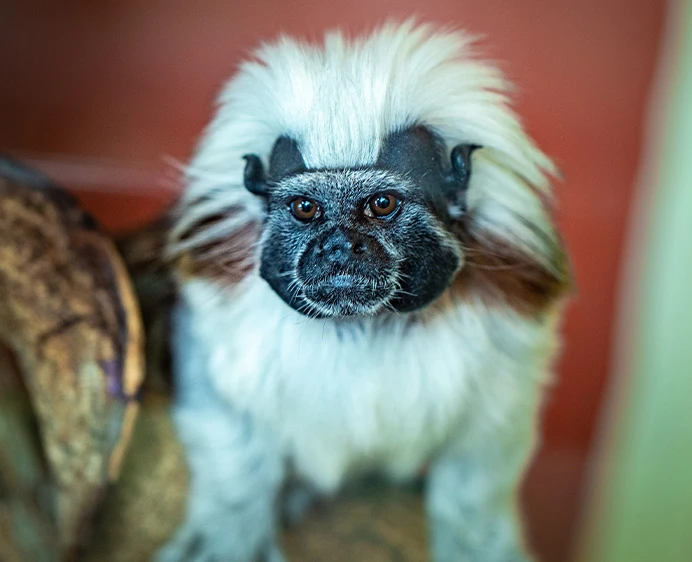 Cottontop Tamarin