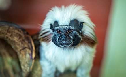 Cottontop Tamarin