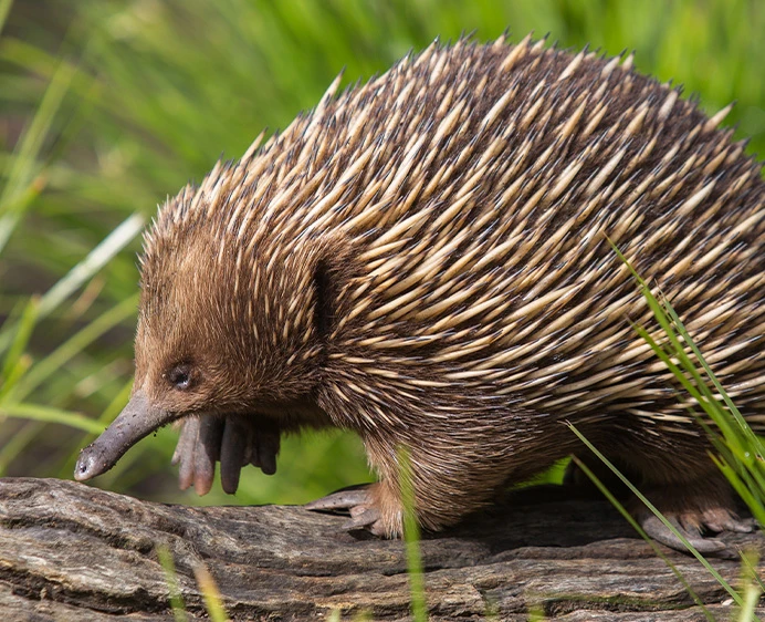 Echidna Encounter