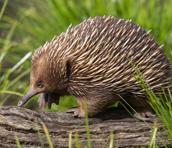 Echidna Encounter