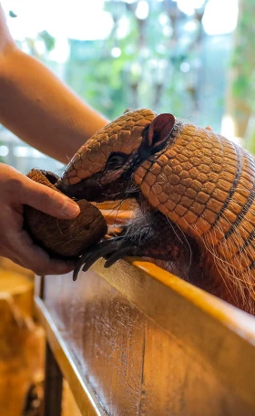 Armadillo Encounter