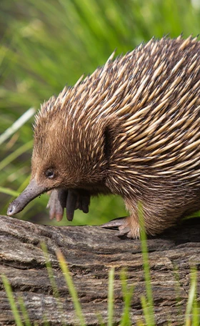 Echidna Encounter