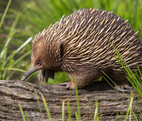 Echidna Encounter