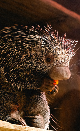 Porcupine Encounter