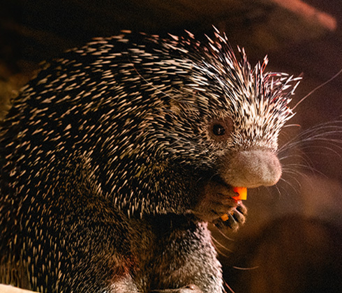 Porcupine Encounter