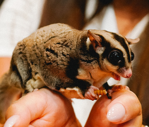 Sugar Glider