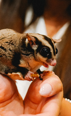 Sugar Glider