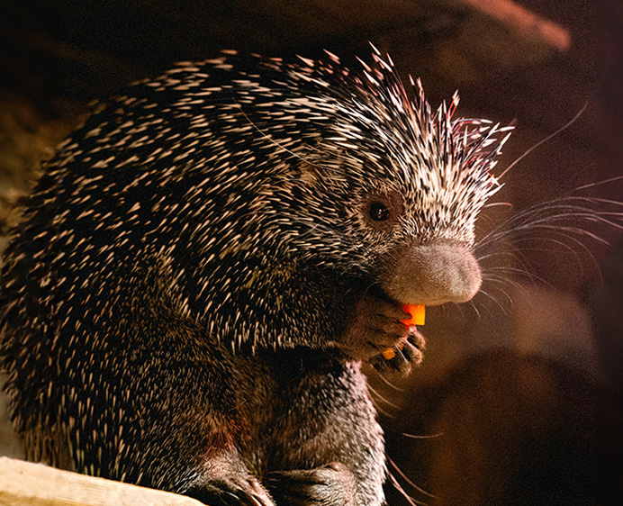 Porcupine Encounter