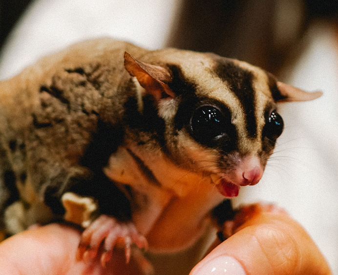 Sugar Glider