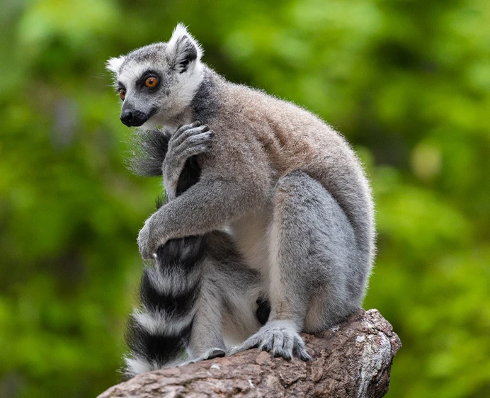 Lemur