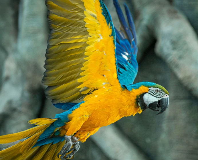 The Blue and Gold Macaw