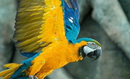 The Blue and Gold Macaw