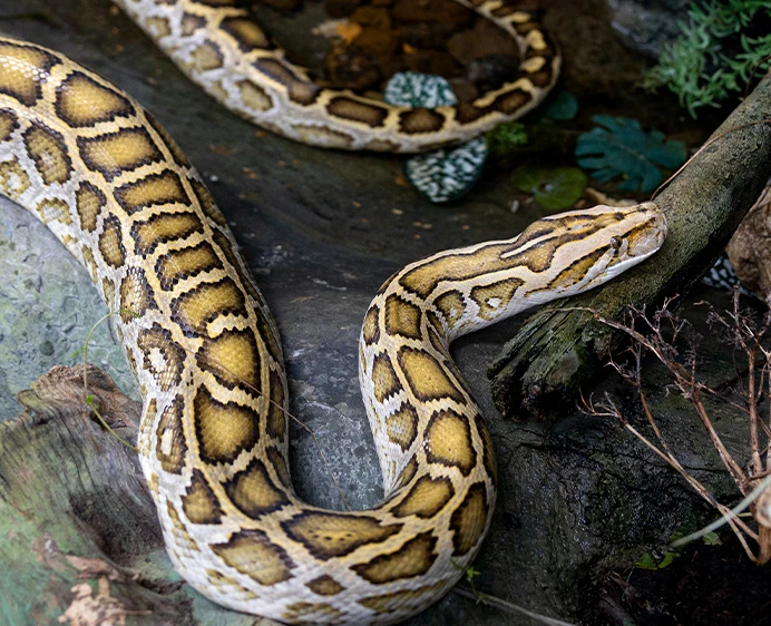 Burmese Python