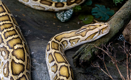 Burmese Python