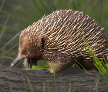 Echidna Encounter