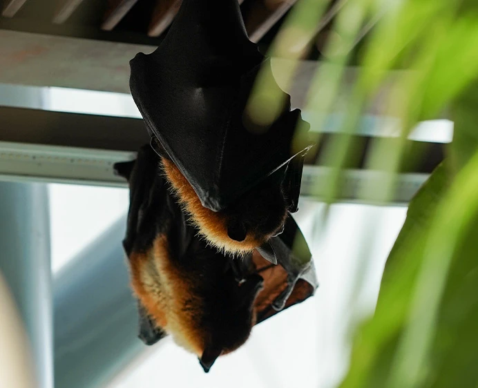 Flying Foxes