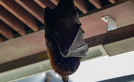 Flying Foxes