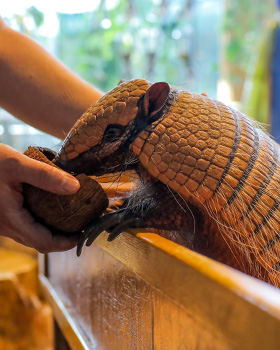 Armadillo Encounter