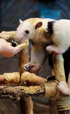 Anteater Encounter