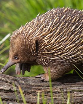 Echidna Encounter