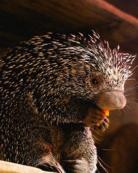 Porcupine Encounter